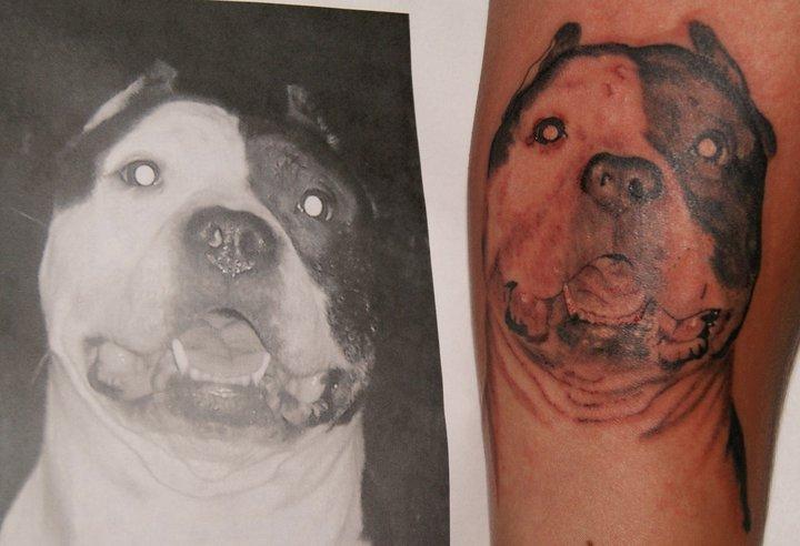 Hal Sawyer - Pitbull portrait, 