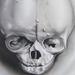 Art Galleries - Fetal skull - 56621