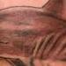 Tattoos - fishy - 66212