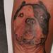 Tattoos - Pitbull portrait,  - 53381