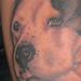 tattoo galleries/ - Pit Bull Portrait Tattoo - 56601