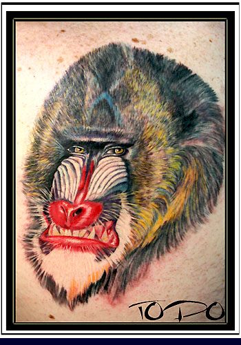 Tattoos - Baboon - 27746
