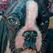 Tattoos - Boston Terrior Portrait - 57382