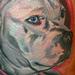 tattoo galleries/ - Pit bull portrait - 65184