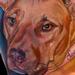 tattoo galleries/ - PitBull Portrait