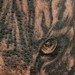 tattoo galleries/ - Tiger - 48694