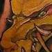 Tattoos - Fun with dragon fish fusion  - 70580