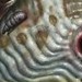 tattoo galleries/ - Parasite