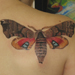 tattoo galleries/ - Butterfly. - 21710