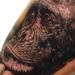 Monkey Tattoo Tattoo Design Thumbnail
