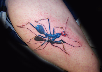 Jeff Raiano Tattoos crazy blue ant