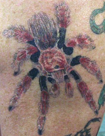 Spider Tatto on Tattoos   Jeff Raiano   Page 16   Untitled