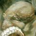 tattoo galleries/ - Octopus in Motion - 14943