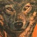 Wolf Tattoo Tattoo Thumbnail