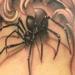 Tattoos - black and grey spider with filagree tattoo, Tim McEvoy Art Junkies Tattoo - 75771