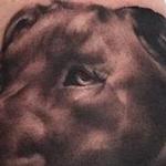Tattoos - Black and Gray realistic dog portrait tattoo, Ryan Mullins Art Junkies Tattoo - 108371