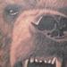 Tattoos - realistic black and gray bear tattoo. Scott Grosjean Art Junkies Tattoo  - 94054