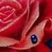 Tattoos - colorful and bright realistic rose tattoo - 63776