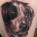 Tattoos - Black and Grey Dog Portrait - 78622