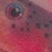 tattoo galleries/ - colorful trout fish portrait tattoo - 62079