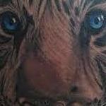 Tattoos - Black and gray realistic tiger with blue eyes tattoo, Scott Grosjean Art Junkies Tattoo - 100361