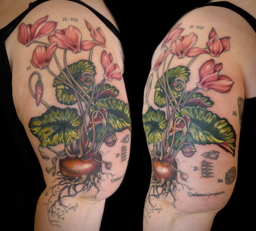 cyclimen botanical illustration tattoo by aubrey mennella cyclimen botanical illustration tattoo by aubrey mennella