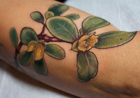 Aubrey Mennella - succulent plant tattoo