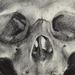 Skull Study Art Thumbnail