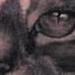 tattoo galleries/ - Realistic Cat tattoo