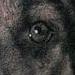 tattoo galleries/ - Realistic dog tattoo