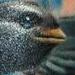 Tattoos - Jersey Bird - 74997