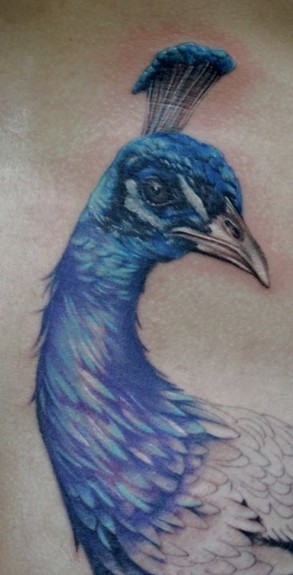 Bili Vegas - Peacock tattoo