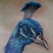 Tattoos - Peacock tattoo - 50938