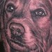 tattoo galleries/ - Dog portrait tattoo - 36561