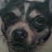 tattoo galleries/ - Dog Portrait Tattoo - 34614