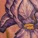 Purple_Bearded_Iris_Tattoo Tattoo Design Thumbnail