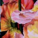 Poppies Original Art Design Thumbnail