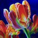 Art Galleries - Tulips - 50278