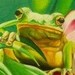 Tattoos - Frog - 35754