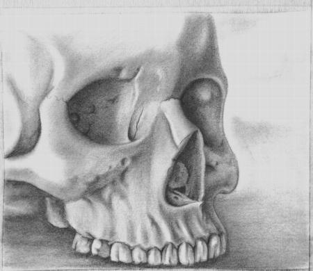 This drawing was done from life using a human skull replica