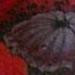 POPPIES!! Tattoo Thumbnail