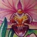 tattoo galleries/ - orchid  - 41794