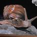 Snail in oil Art Thumbnail