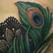 Tattoos - Peacock Feather close up  - 71918