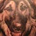 Tattoos - Realistic dog portrait tattoo - 25460