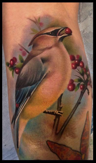 Cory Norris - cedar waxwing