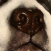 dog portrait Original Art Design Thumbnail
