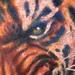 Tattoos - Realistic tiger - 78692