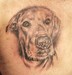 tattoo galleries/ - Dog Portrait
