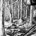 Tattoos - In the woods - 58899